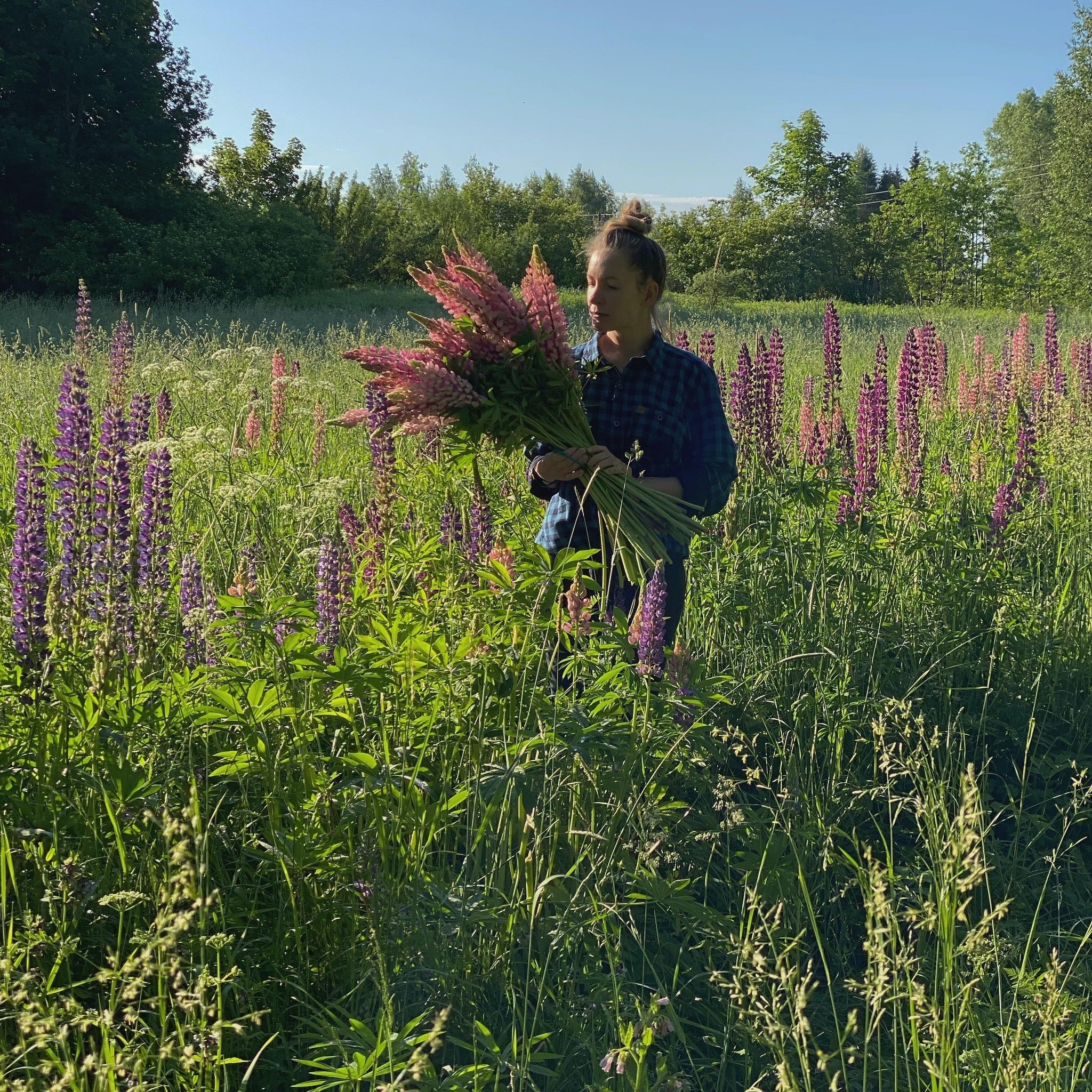Laura Kreišmane and DABBA, Northern Plants, A Founder’s Quiet Revolution - Farmatuur