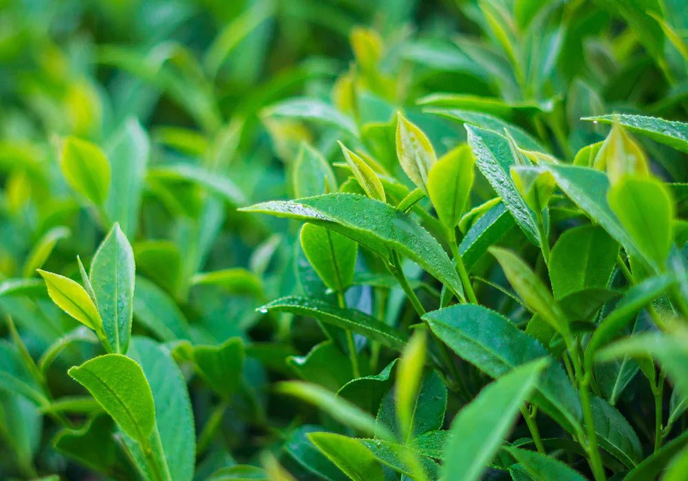 Oolong Tea, Where Nature and Craftsmanship Meet - Farmatuur