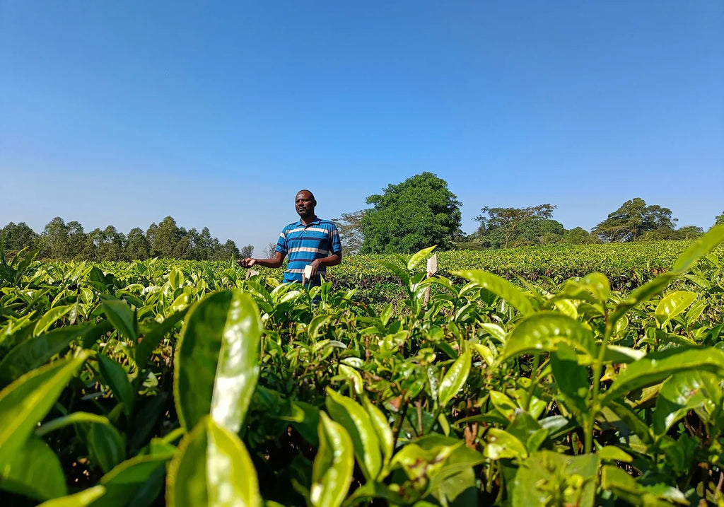Satemwa Tea Estate, A Century of Tea Craftsmanship in the Highlands of Malawi - Farmatuur