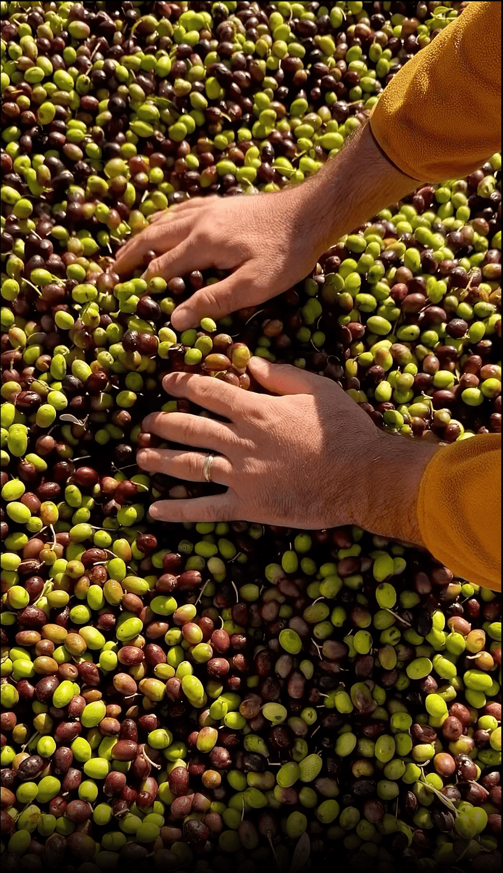 The Olive Oil Revolution: Polyphenols, Freshness and the Pursuit of Quality - Farmatuur