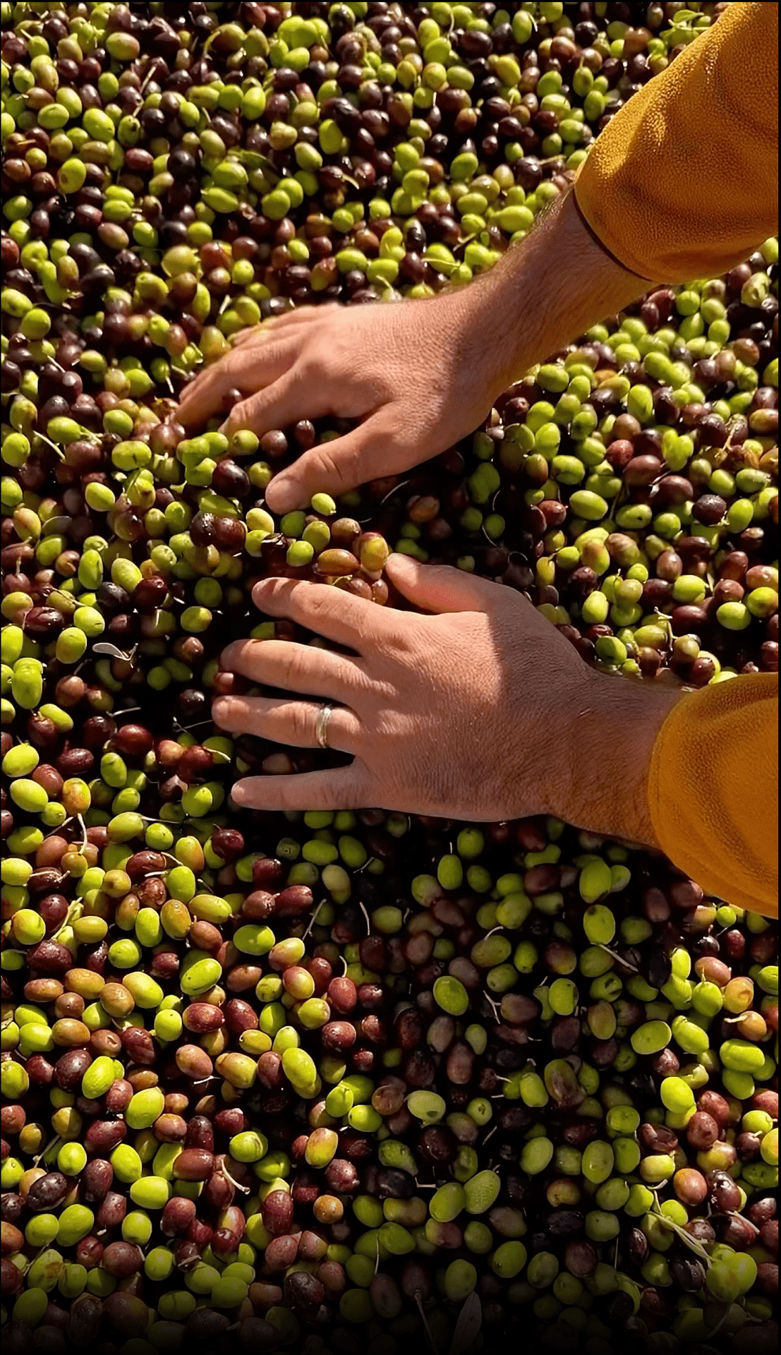 Attimo Olive Oils - Farmatuur