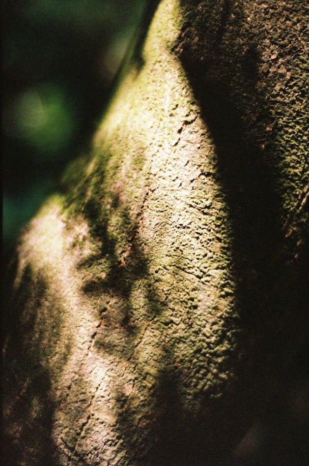 Beau Perfume Oil - Farmatuur