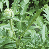 Cholesterol formula tincture - Farmatuur