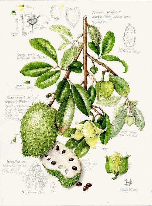 Golden Spirit Tea - Tulsi Mind Tonic - Farmatuur