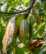 100% Unroasted Cacao Bar
