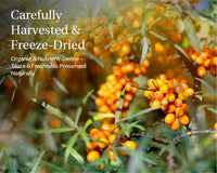 Sea Buckthorn Powder - Organic & Air - Dried - Farmatuur