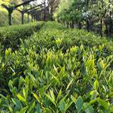 Sencha Rose - Farmatuur