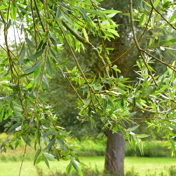 Tincture “Cold” - Farmatuur