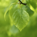 Tincture "Kidney" - Farmatuur