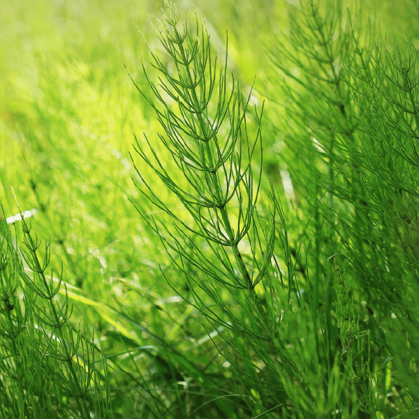 Tincture "Kidney" - Farmatuur