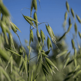 Tincture "Kidney" - Farmatuur