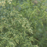 Tincture "Parasites" - Farmatuur