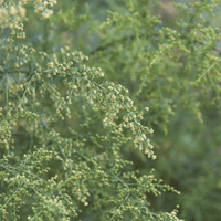 Tincture "Parasites" - Farmatuur