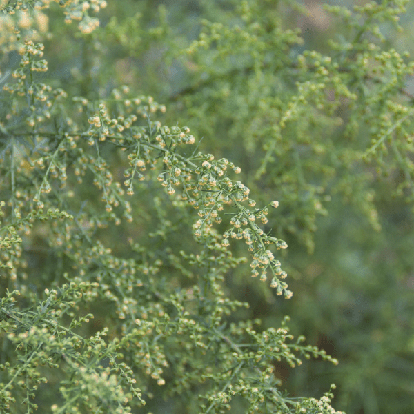 Tincture "Parasites" - Farmatuur