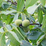 Tincture "Parasites" - Farmatuur