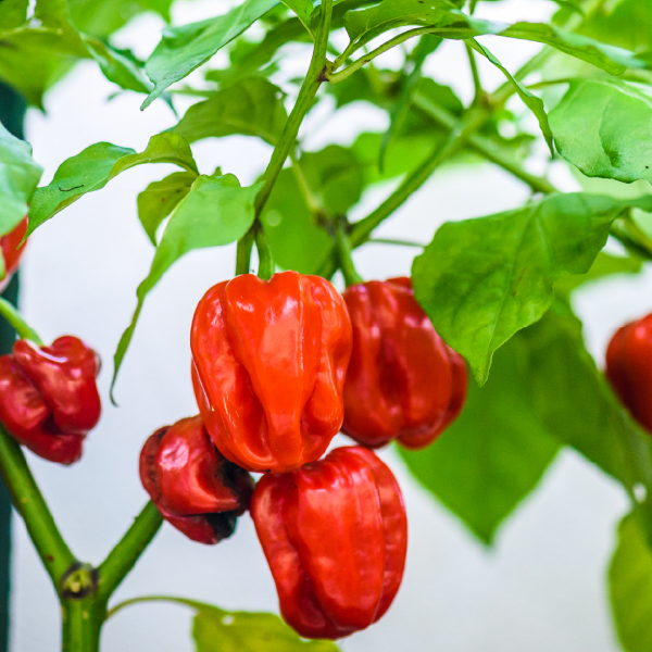 Tincture "Solanaceae" - Farmatuur