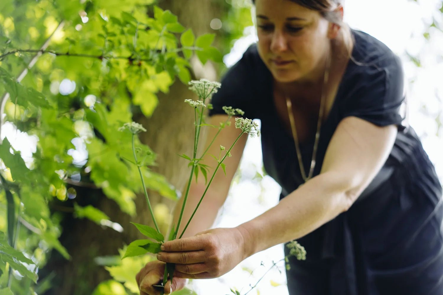Vent du Sud - Farmatuur